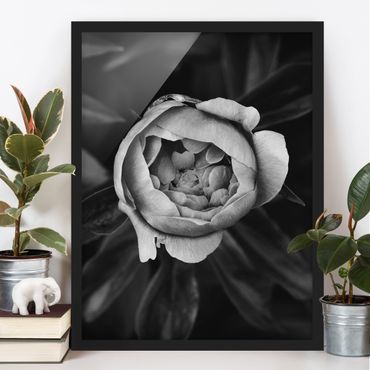Poster con cornice - Peony fiore bianco frontale nero Foglie - Verticale 4:3