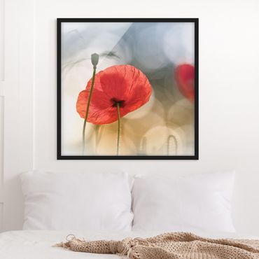 Poster con cornice - Poppies In The Morning - Quadrato 1:1