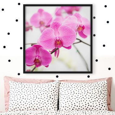 Poster con cornice - Close-Up Orchid - Quadrato 1:1