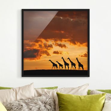 Poster con cornice - Five Giraffes - Quadrato 1:1