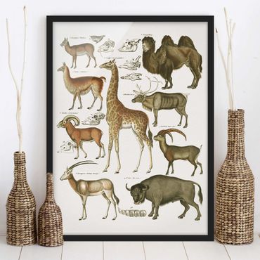 Poster con cornice - Vintage Consiglio giraffa, cammello e Llama - Verticale 4:3