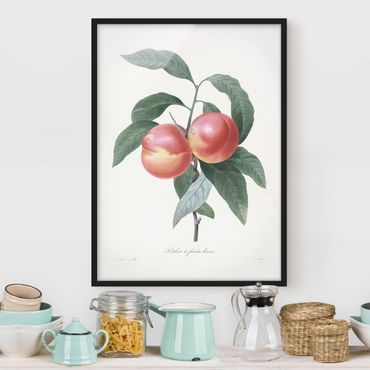 Poster con cornice - Botanica illustrazione d'epoca Peach - Verticale 4:3