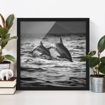 Poster con cornice - Due delfini che saltano - Quadrato 1:1
