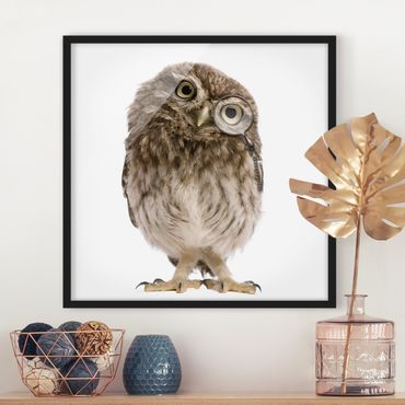 Poster con cornice - Curious Owl - Quadrato 1:1