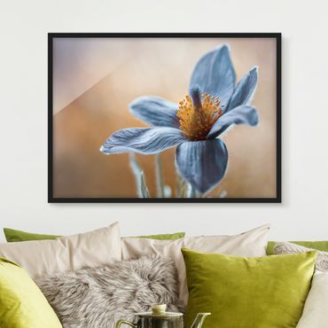 Poster con cornice - Pasque Flower In Blue - Orizzontale 3:4