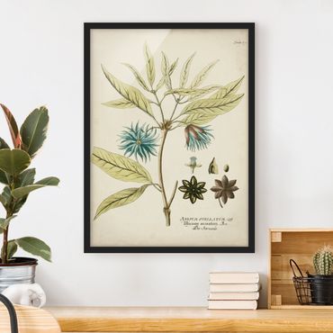 Poster con cornice - Vintage Botanica In Blue Star Anise - Verticale 4:3