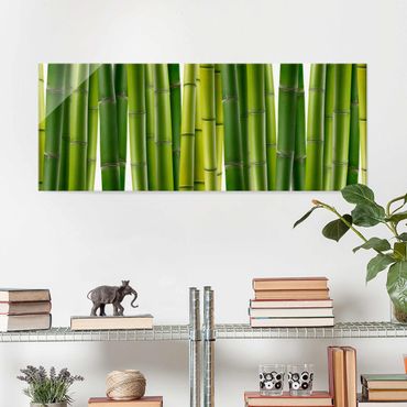 Quadro in vetro - Bamboo plants - Panoramico