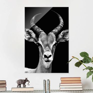 Quadro in vetro - Impala antelope black-white - Verticale 2:3