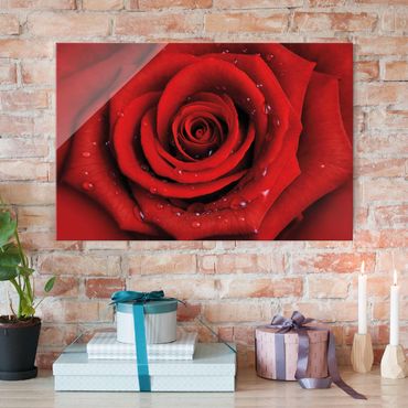 Quadro in vetro - Red rose with water drops - Orizzontale 3:2
