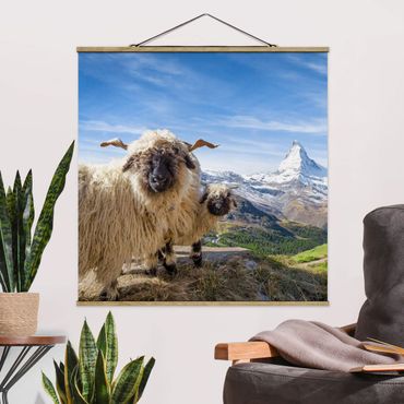 Foto su tessuto da parete con bastone - Pecore naso nero di Zermatt - Quadrato 1:1