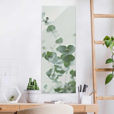 Quadro in vetro - Crescita di ramo di eucalipto
