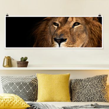 Poster - Lions sguardo - Panorama formato orizzontale