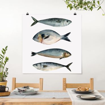Poster - Quattro pesci in acqua di colore II - Quadrato 1:1