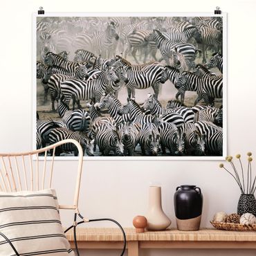 Poster - Zebra Herd - Orizzontale 3:4
