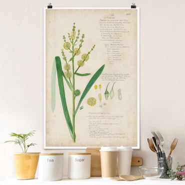 Poster - Vintage Botanica Disegno Erbe IV - Verticale 3:2