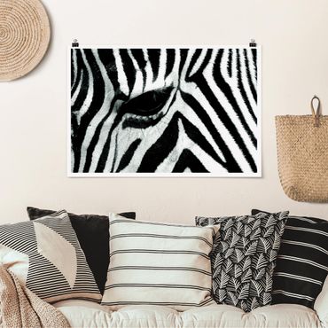 Poster - zebra - Orizzontale 2:3