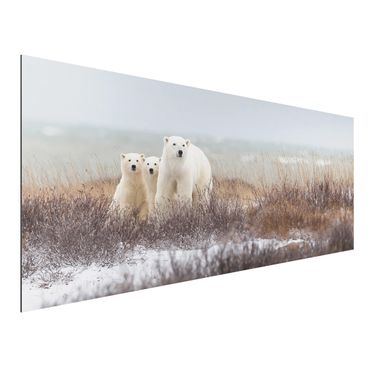 Quadro in alluminio - Orso polare e suoi cuccioli