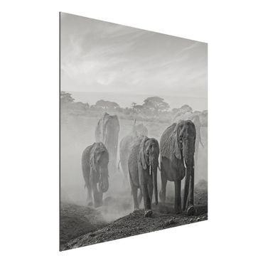 Quadro in alluminio - branco di elefanti