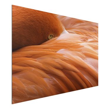 Quadro in alluminio - Flamingo Feathers