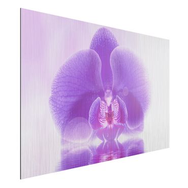 Quadro in alluminio - Purple orchid on water
