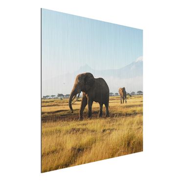Quadro in alluminio - Elephants in front of the Kilimanjaro in Kenya