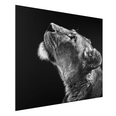Quadro in alluminio - Ritratto di una leonessa