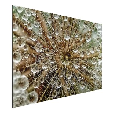 Quadro in alluminio - Dandelion In Autumn