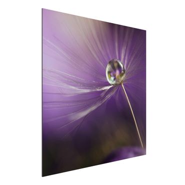 Quadro in alluminio - Dandelion In Violet