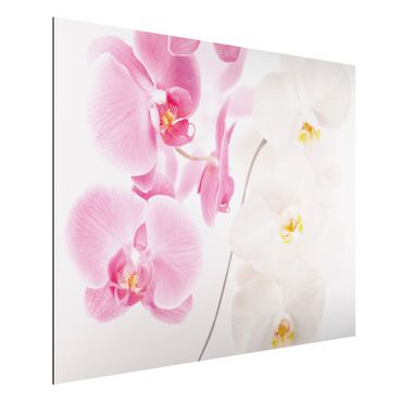 Quadro in alluminio - Delicate Orchids