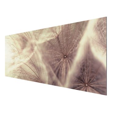 Quadro in alluminio - Detailed dandelions macro shot with vintage blur effect
