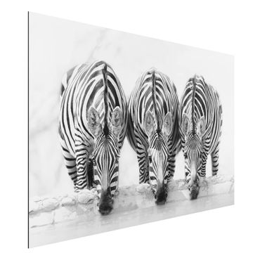 Quadro in alluminio - Zebra Trio in bianco e nero