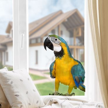 Adesivi da finestra no.134 macaw