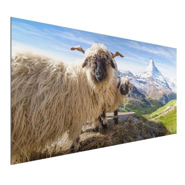 Stampa su alluminio - Pecore naso nero di Zermatt
