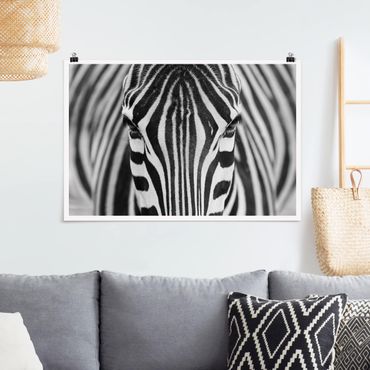 Poster - zebra sguardo - Orizzontale 2:3