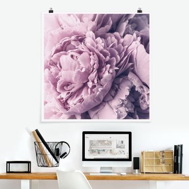 Poster - Viola Peony Blossoms - Quadrato 1:1