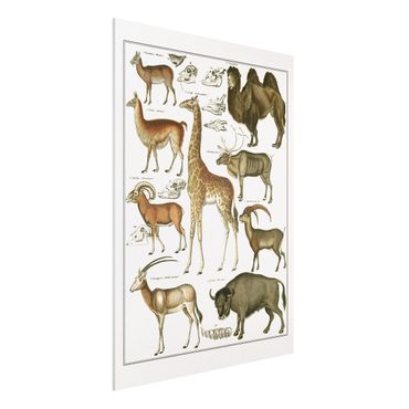 Stampa su Forex - Vintage Consiglio giraffa, cammello e Llama - Verticale 4:3