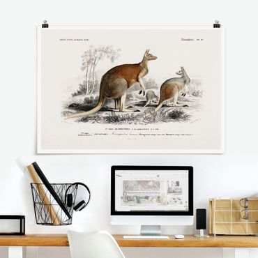 Poster - bordo Vintage Kangaroo - Orizzontale 2:3