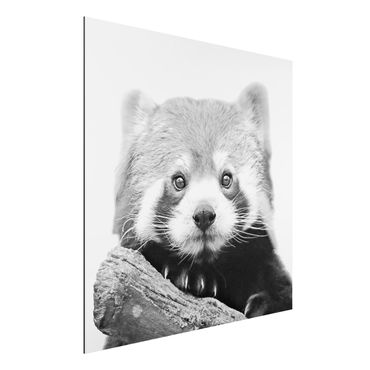 Stampa su alluminio - Panda rosso in bianco e nero