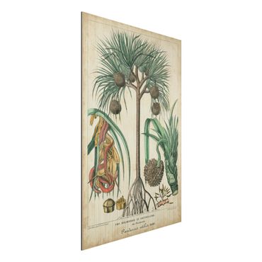 Stampa su alluminio spazzolato - Consiglio Vintage Exotic Palms I - Verticale 3:2