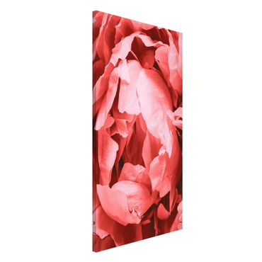 Lavagna magnetica - Peony di corallo del fiore - Formato verticale 4:3