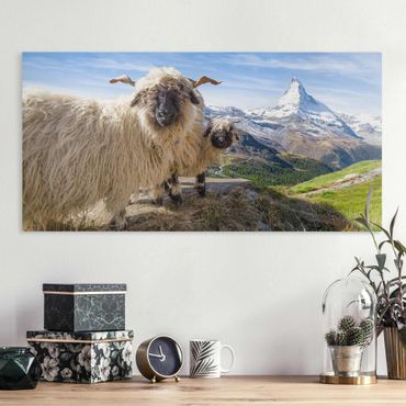 Stampa su tela - Pecore naso nero di Zermatt