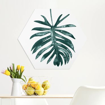 Esagono in forex - Emerald Philodendron Angustisectum