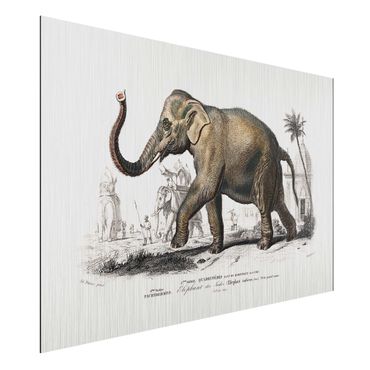 Stampa su alluminio spazzolato - Vintage Consiglio Elephant - Orizzontale 2:3