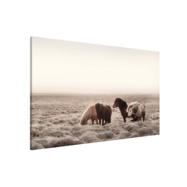 Lavagna magnetica - Cavallo selvaggio d'Islanda