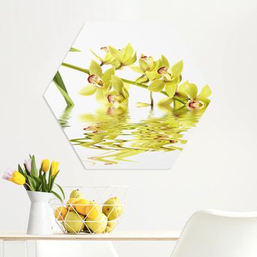 Esagono in forex - Elegant Orchid Waters