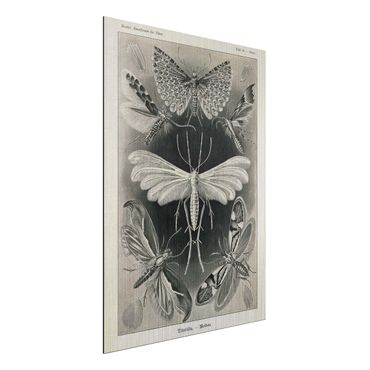 Stampa su alluminio spazzolato - Vintage Consiglio falene e farfalle - Verticale 4:3