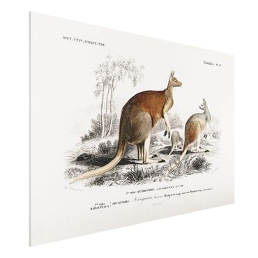 Stampa su Forex - bordo Vintage Kangaroo - Orizzontale 2:3