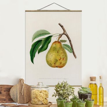 Foto su tessuto da parete con bastone - Botanica illustrazione d'epoca Yellow Pear - Verticale 4:3