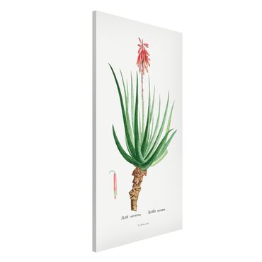 Lavagna magnetica - Botanica illustrazione d'epoca Aloe Pink Blossom - Formato verticale 4:3