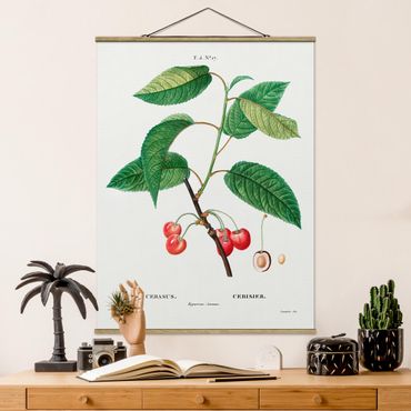 Foto su tessuto da parete con bastone - Botanica illustrazione d'epoca Red Cherries - Verticale 4:3